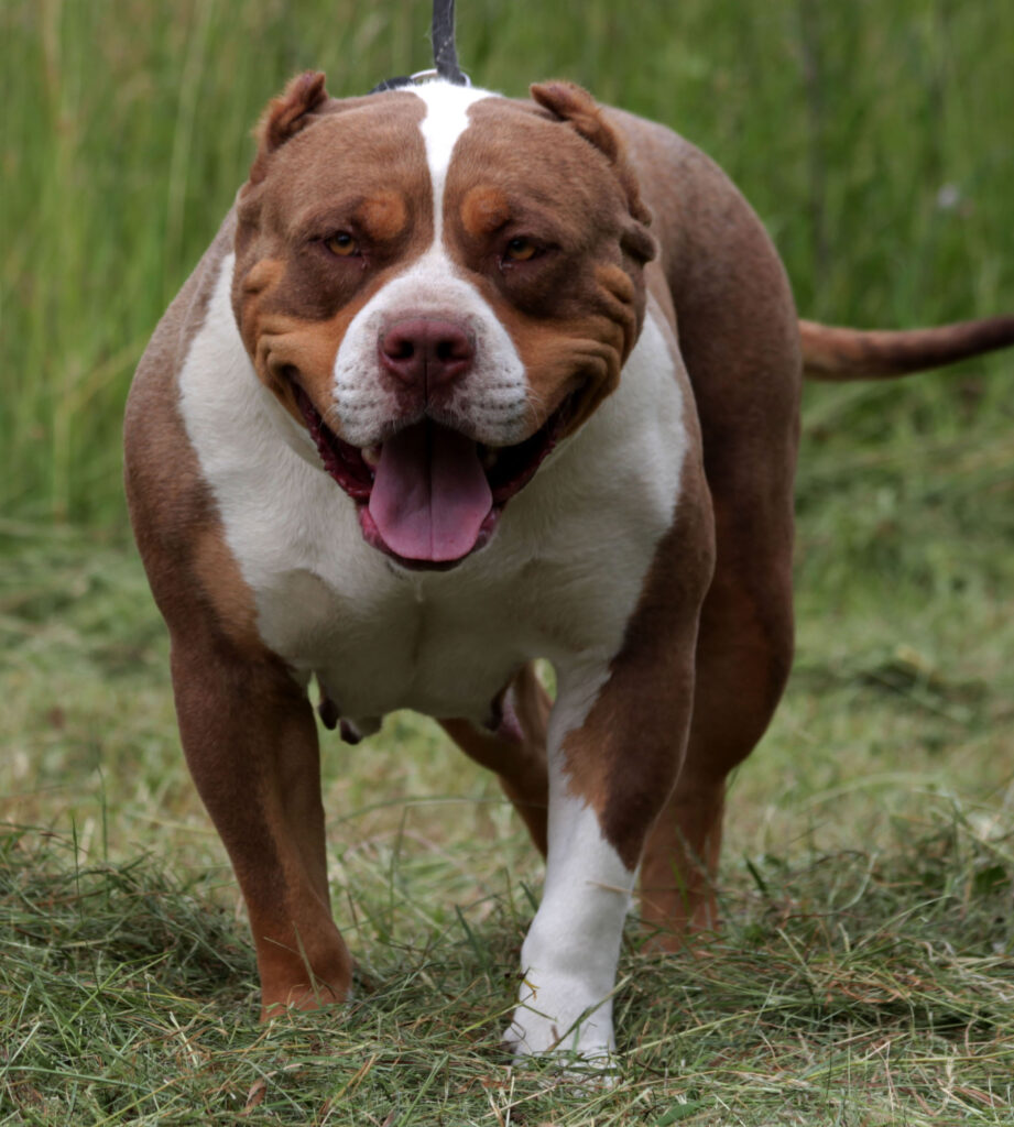 L’attribut alt de cette image est vide, son nom de fichier est IMG_9752-1-921x1024.jpg.